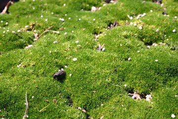 [Moss+-+Irish.jpg]
