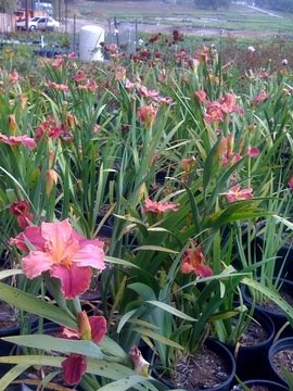 [Iris+Louisiana+grouping.jpg]