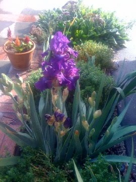 [Iris+Nov.jpg]