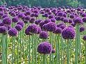 [Allium.jpg]
