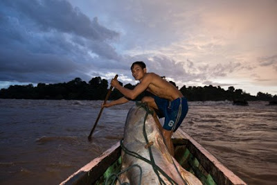 646+pound+mekong+giant+catfish