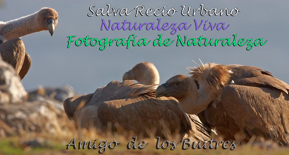 Salvador Recio. Fotografia de Naturaleza