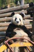 Giant Panda