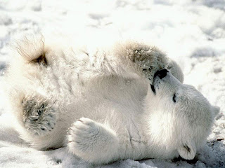 This is a picture of a Polar Bear cub. It has nothing to do with technical PR or ALT tags, it is merely an example and a good reason to save energy.