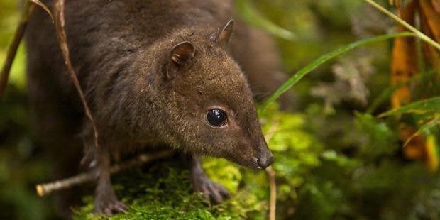 Senangnya berpetualang dan berkuliner: spesies baru yang ditemukan di