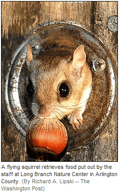 Flying squirrel with acorn