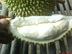 musem durian