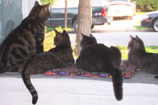 The Mirthful Menagerie Four Out Of Five Cats Prefer The Window