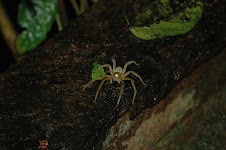 Another big-ass spider
