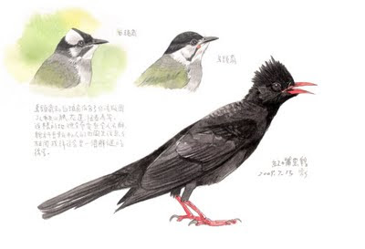 鵯科鳥類