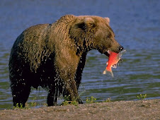 Un oso pardo atrapa al salmón que nadaba río arriba para desovar