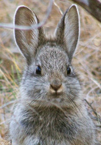 pygmy  rabbit