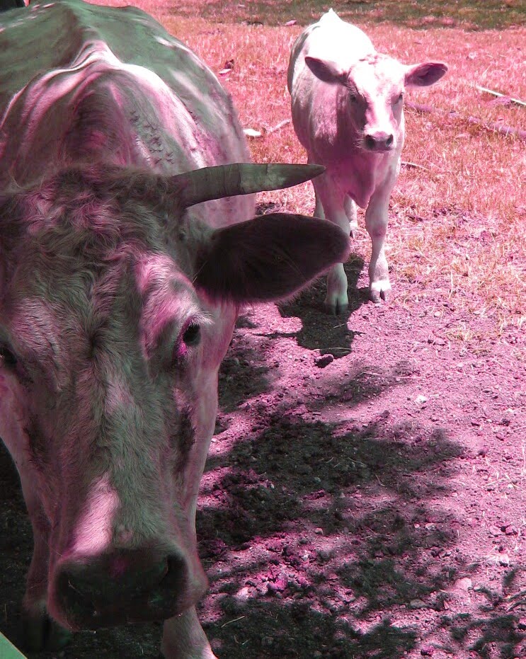 HeatherBlu Pink Cows!