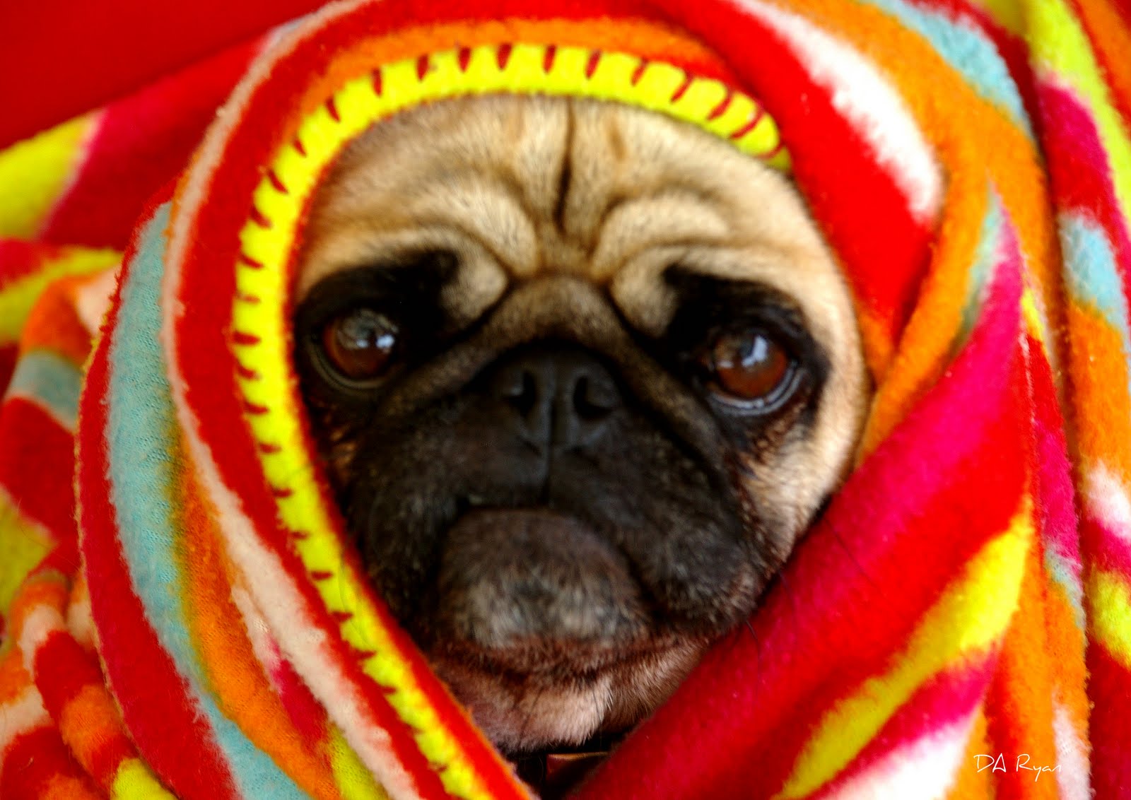 pugs rugs 1000 images about pugs in a blanket on pug blankets and pugs pugs rugs 1000 images about pugs in a blanket on pug blankets and pugs