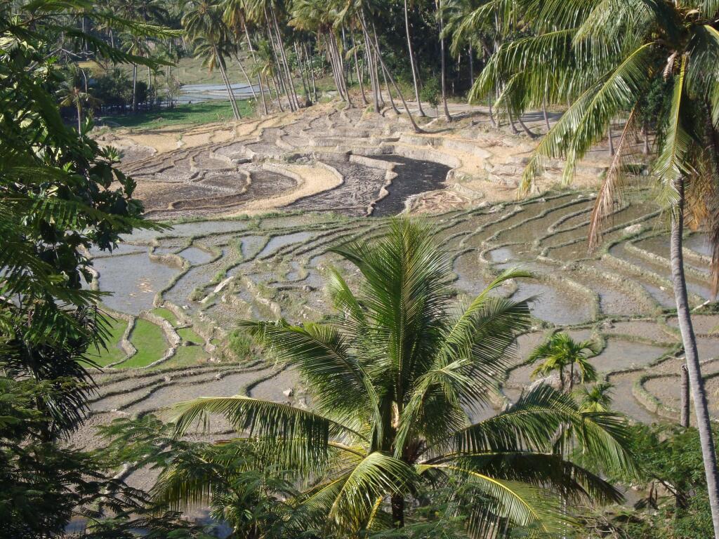 [arrozal_baucau_laga.jpg]