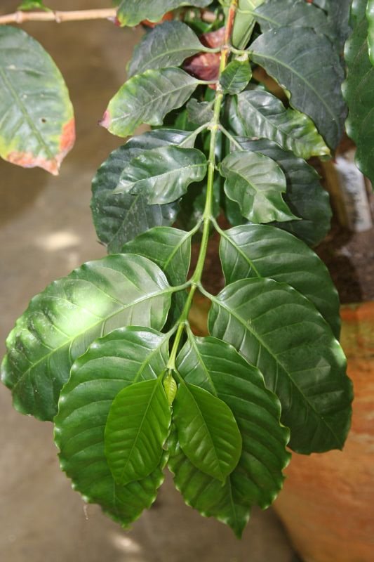 [cifc_folhas_arabica.jpg]