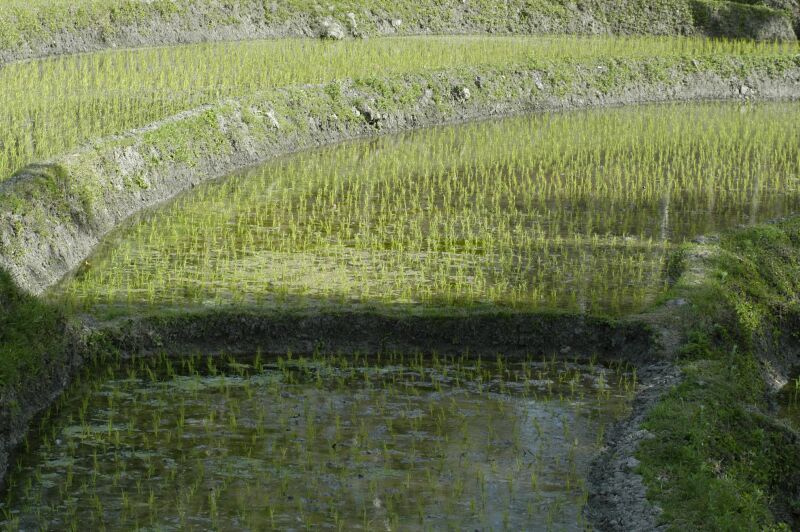 [arroz_venilale.jpg]