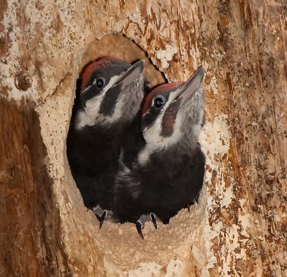 pileated woodpecker nest pileated woodpecker nest