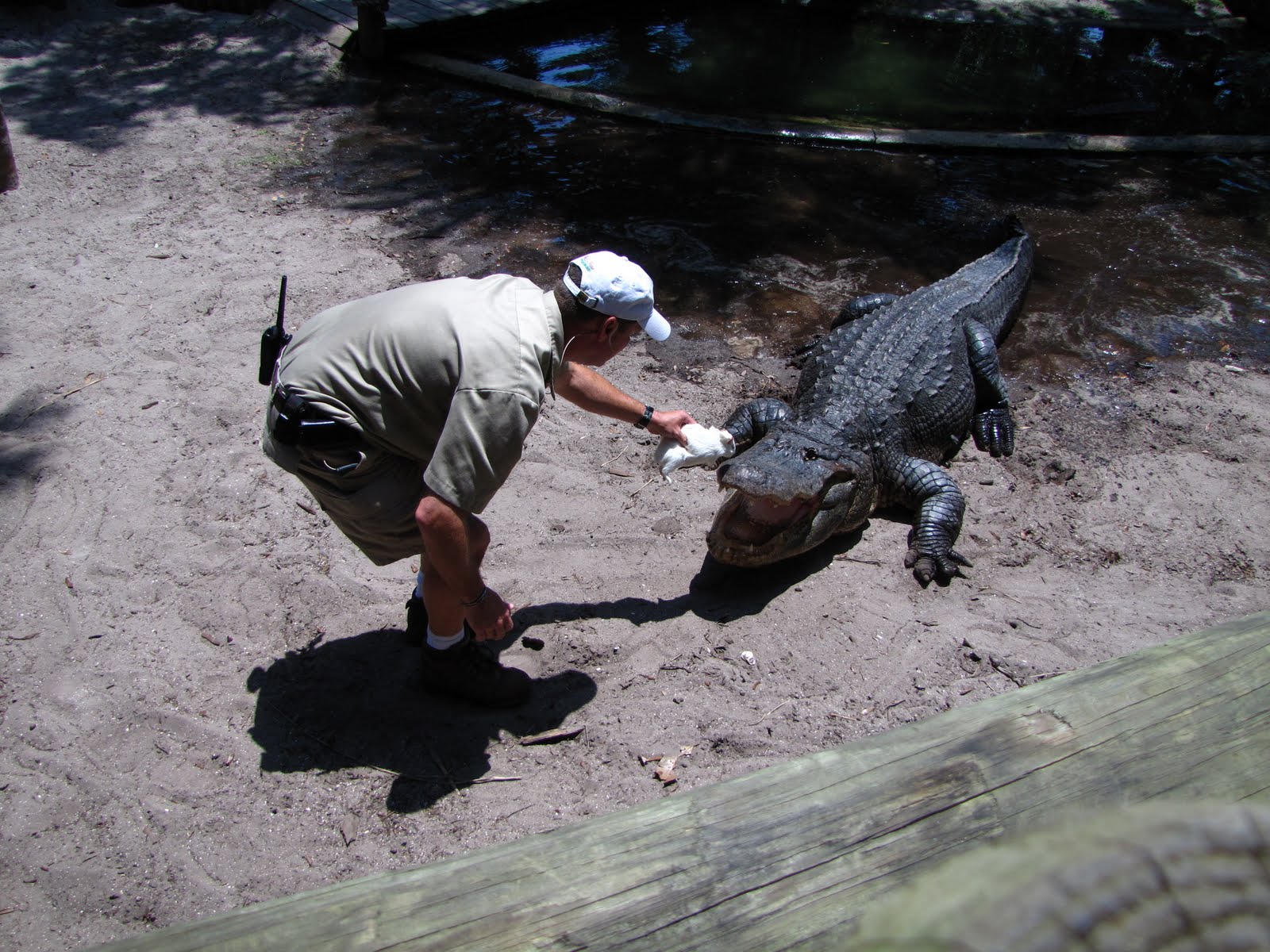 Family American Style The Alligator Farm and alligator feeding