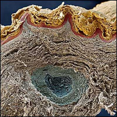 Pele, corte lateral - Eye of Science