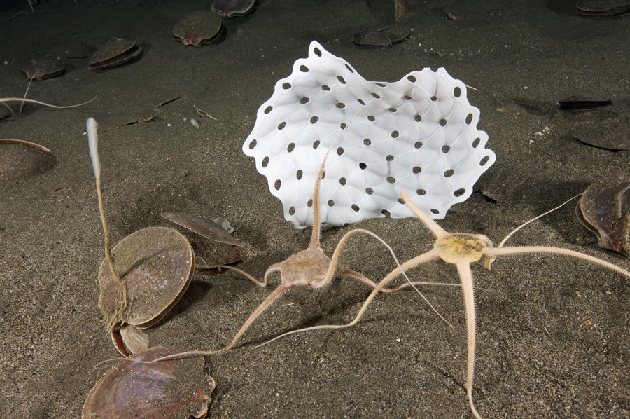 [Christina_Euclid+&+the+appreciative+brittle+sea+stars.jpg]