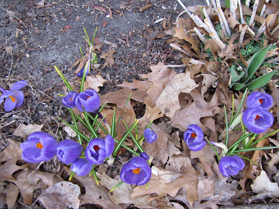 Here is evidence that Springtime has finally arrived here in Michigan. Here is evidence that Springtime has finally arrived here in Michigan.