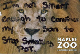 Drugs make lions cry