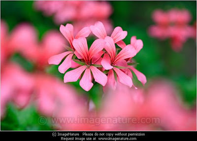 Pink geraniums (Pelargonium)