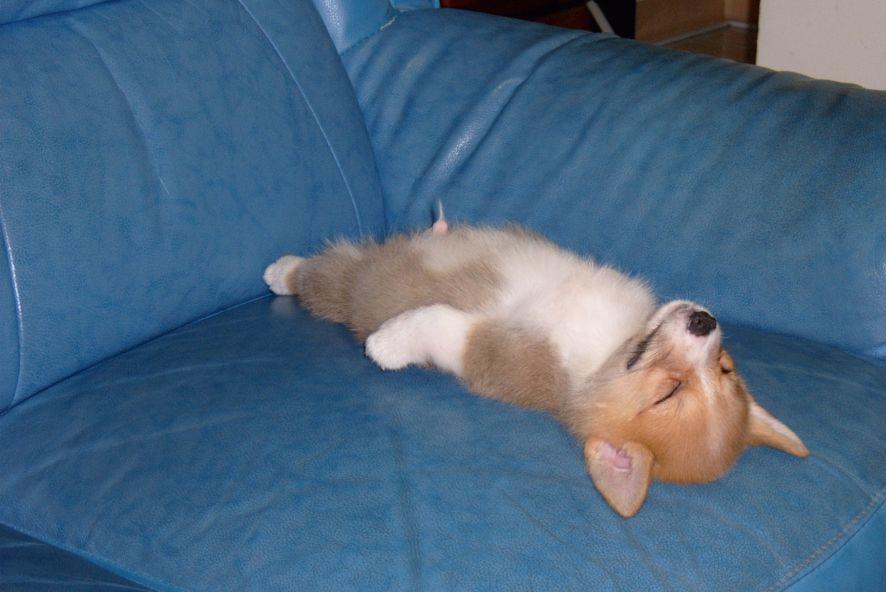 [corgi_pup.jpg]