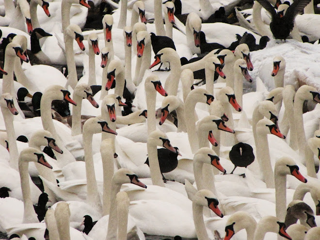 SWANTASTIK