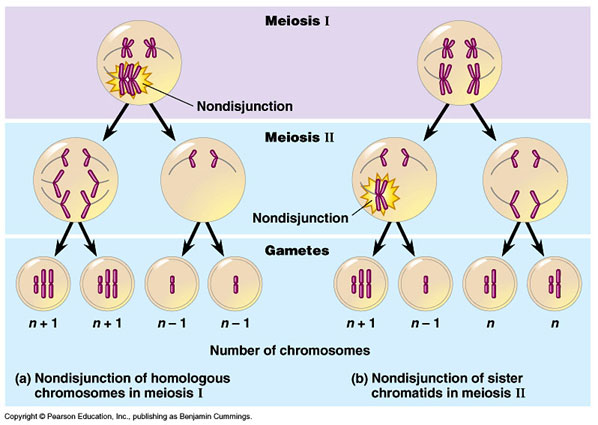 Project Topic - MITOSIS Project Topic - MITOSIS