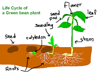 Plant Life Cycle: May 2008
