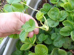 STRAWBERRY RUNNERS READY TO BE TRANSPLANTED!