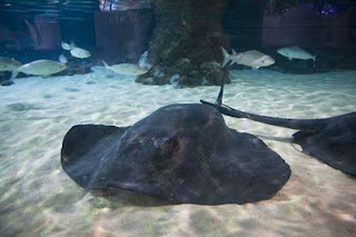 the stingrays being fed the stingray