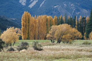 gold leave willow trees in autumn