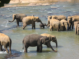 Elephants at Pinnawala