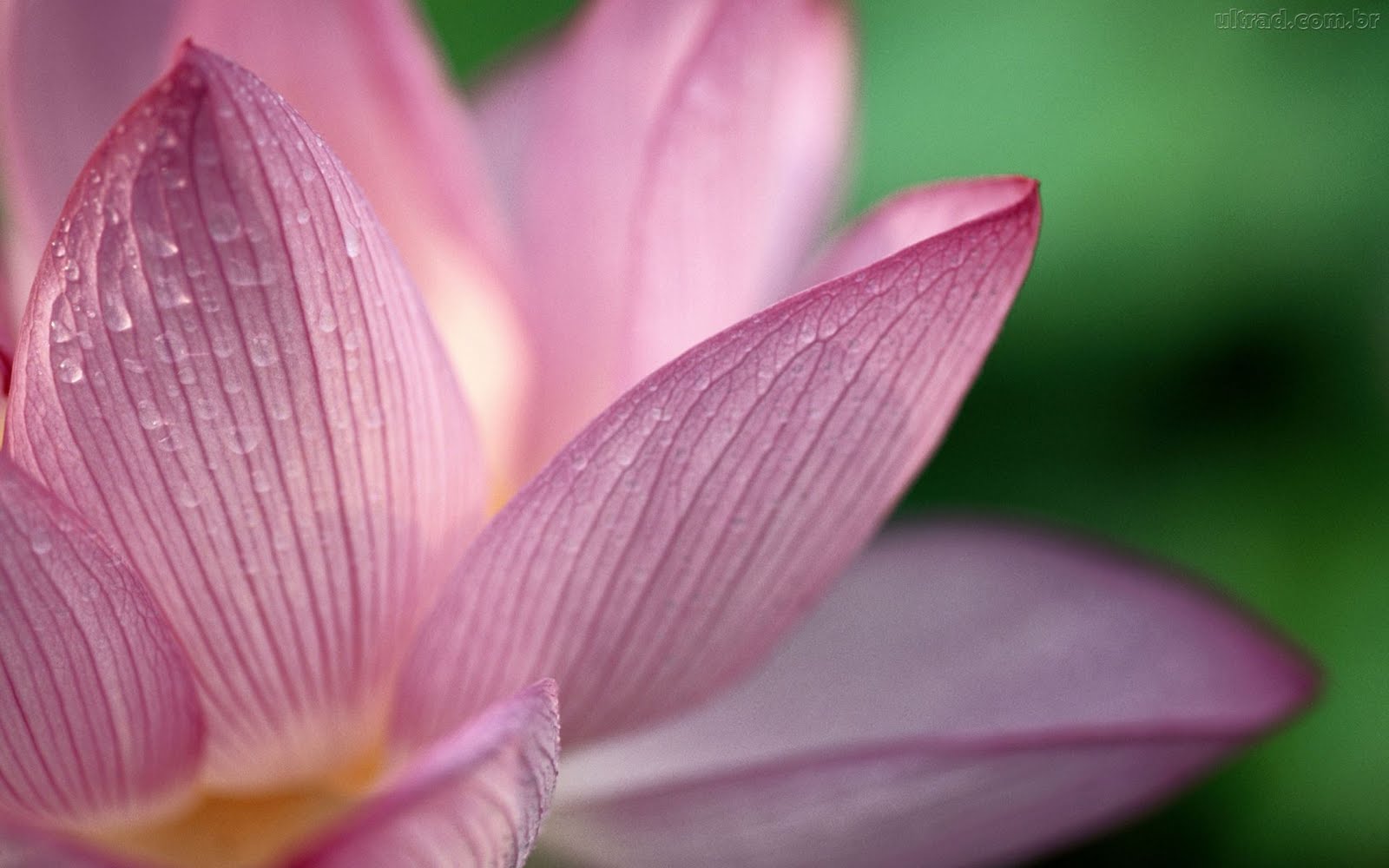 http://4.bp.blogspot.com/_7I4hdUn2tME/S7EG8-HBQBI/AAAAAAAAAVQ/xRrMl0ZiQsA/s1600/67997_Papel-de-Parede-Flor-de-Lotus--67997_1920x1200.jpg