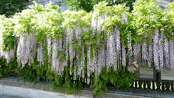 Lilacs in London