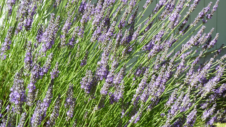 Fragrant lavender