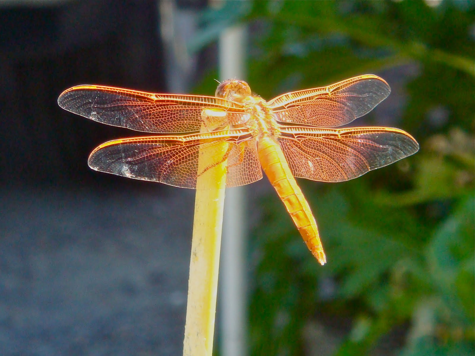 Some facts about Dragonflies: Dragonflies are heavy-bodied and usually larg...