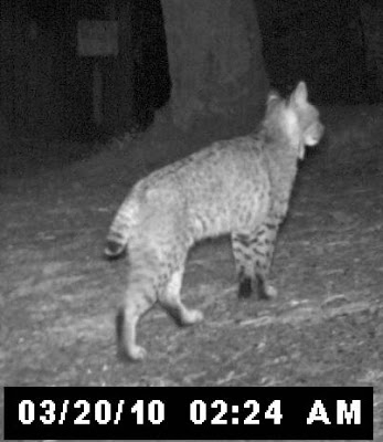little bobcats