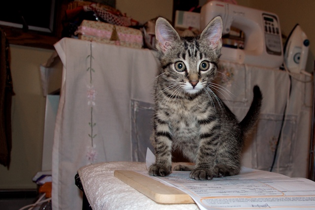 Kitten+poop