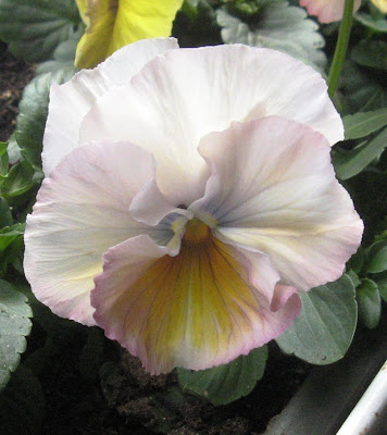 The Perfect Pansy In Garden