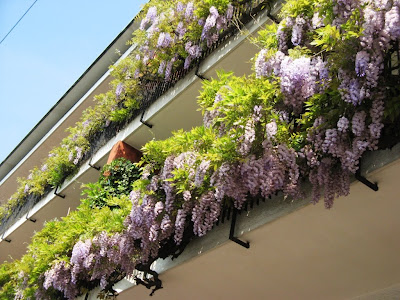 Wisteria would kill for this balcony,Home Garden