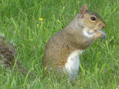 Squirrel Eating Acorn
