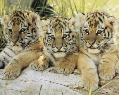 Tiger Cubs
