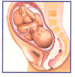 Desarrollo Embrionario Humano