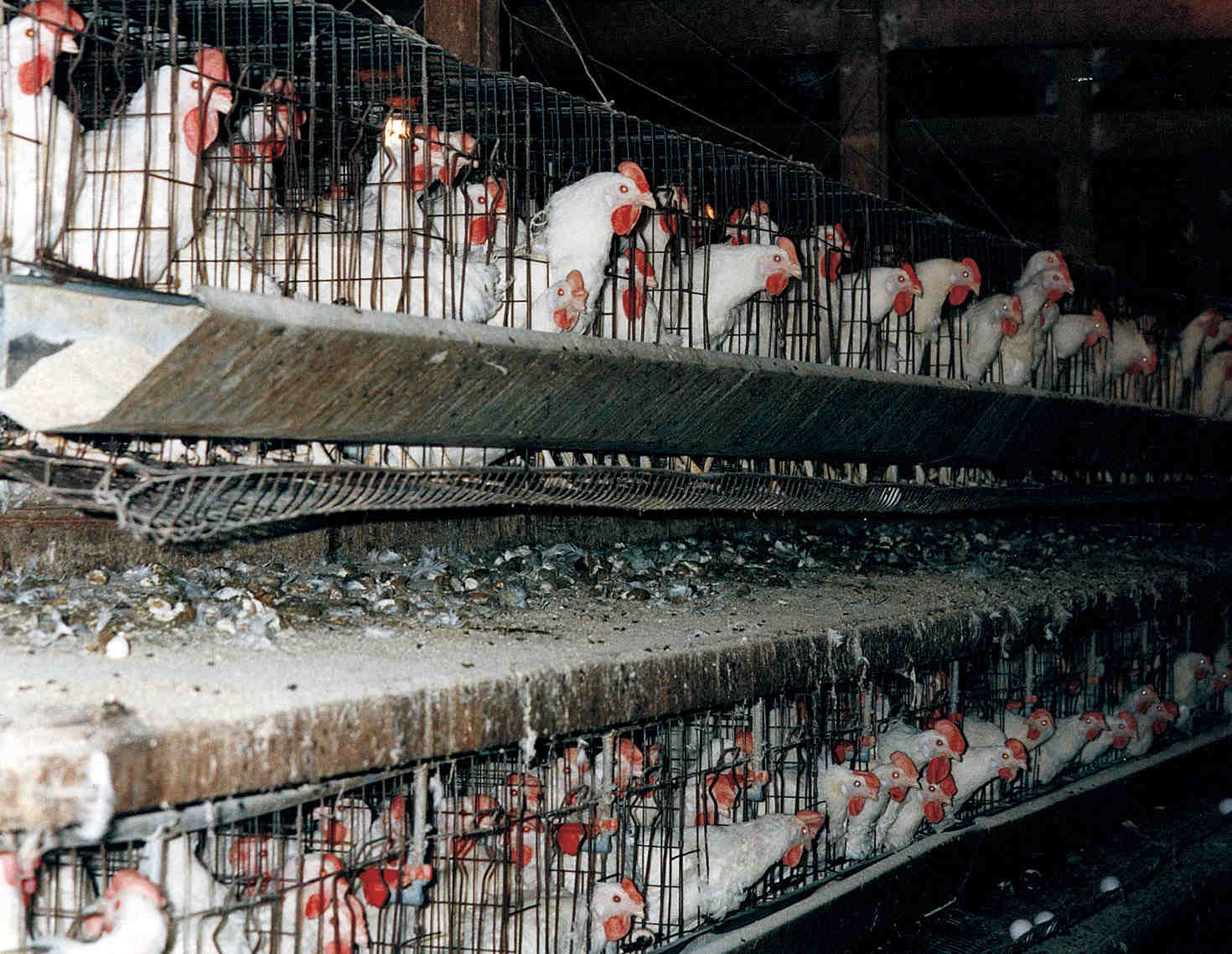[hens+in+battery+cages+(sm).jpg]