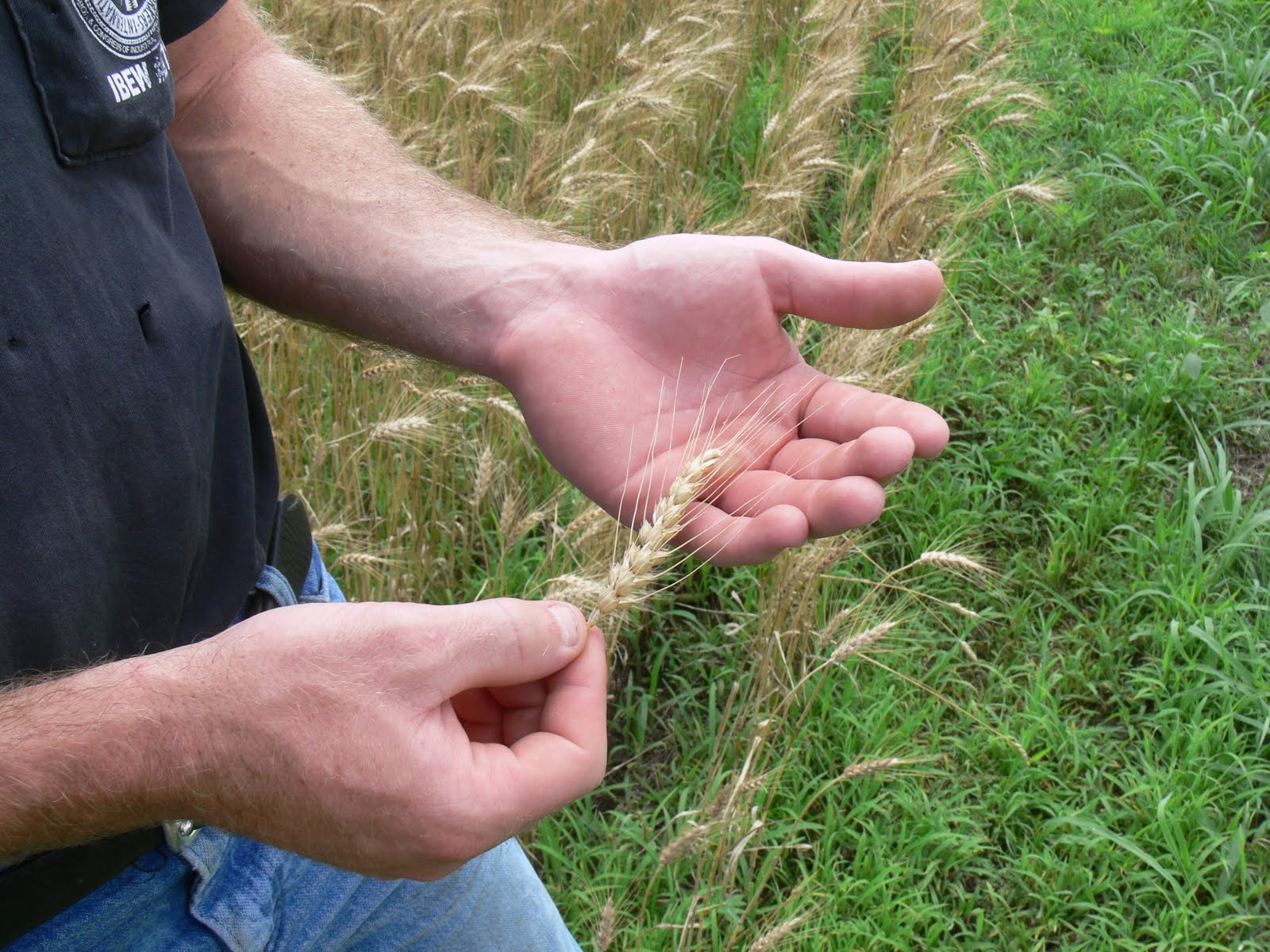 Dougintology How to tell when to harvest the wheat