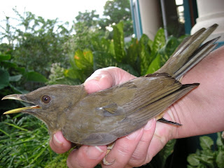 Turdus grayi, La Ceiba, Honduras